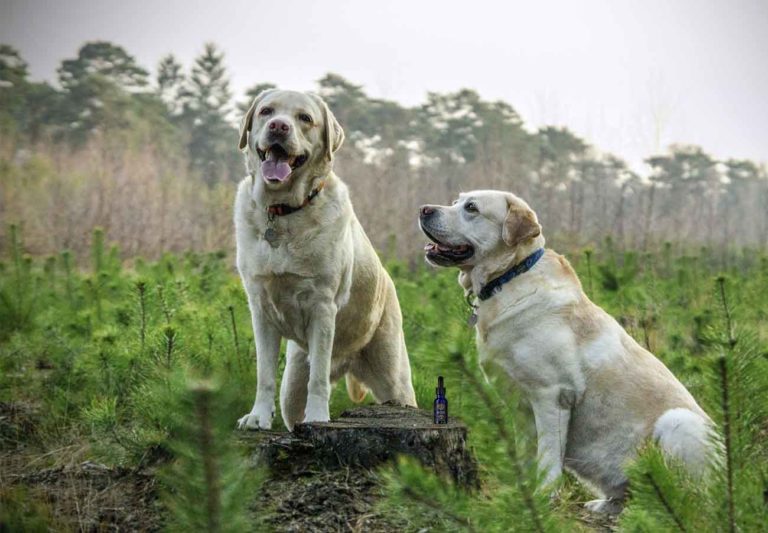 HOW DOES CBD OIL WORK FOR DOGS?